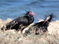 Galerie Les Oiseaux au parc national de Souss-Massa anzeigen